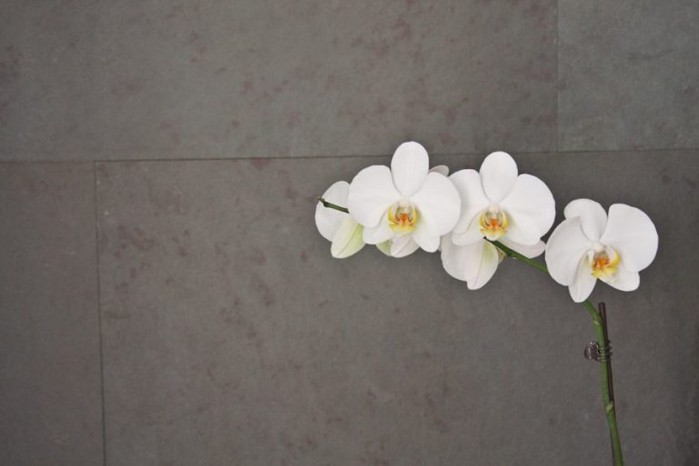 Łupek Viola XL — Płytki granitowe