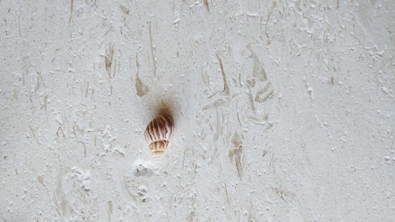 Fossil White — Płytki marmurowe